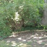 summer-weeding-overgrowth-cleanup-camden-county-new-jersey